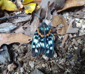 サツマニシキ２